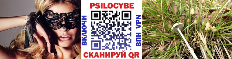 кракен Находка Псилоцибиновые грибы Cubensis